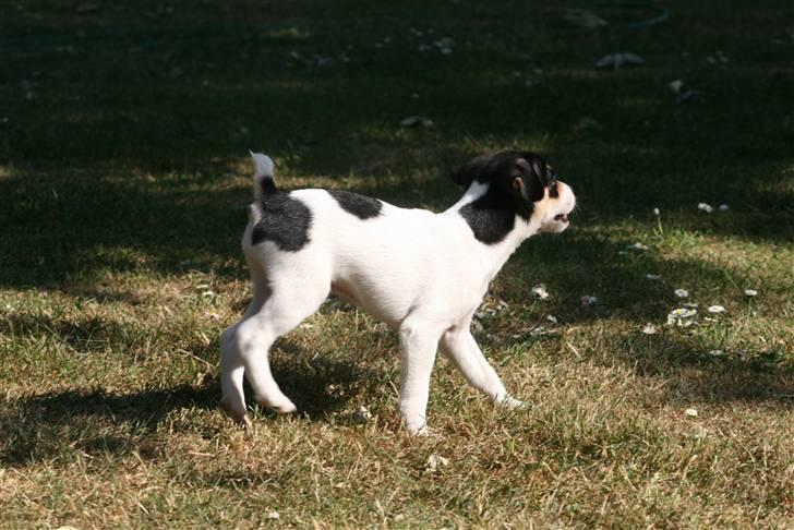 Dansk svensk gaardhund : Buster - Han gør lidt af Whiskas :D billede 3