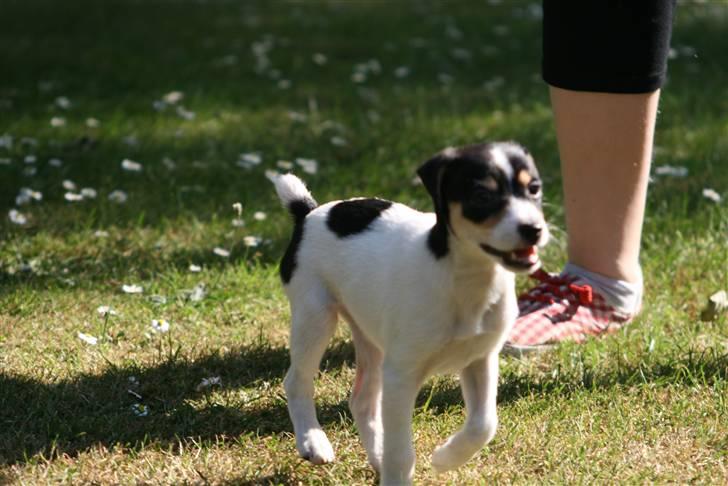 Dansk svensk gaardhund : Buster - Han er da kær :)´ billede 4