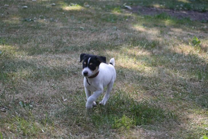 Dansk svensk gaardhund : Buster - Løbe :D billede 5