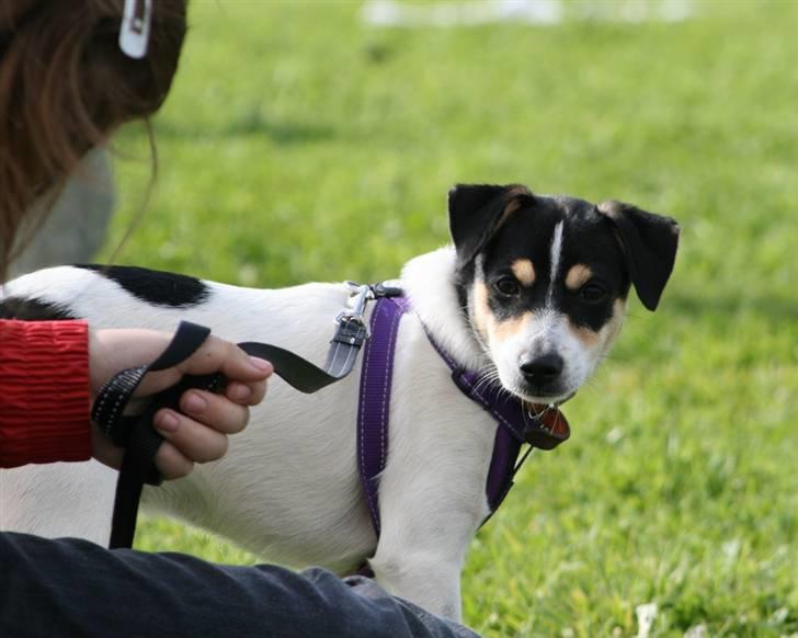 Dansk svensk gaardhund : Buster - Dø reb dø :D billede 6