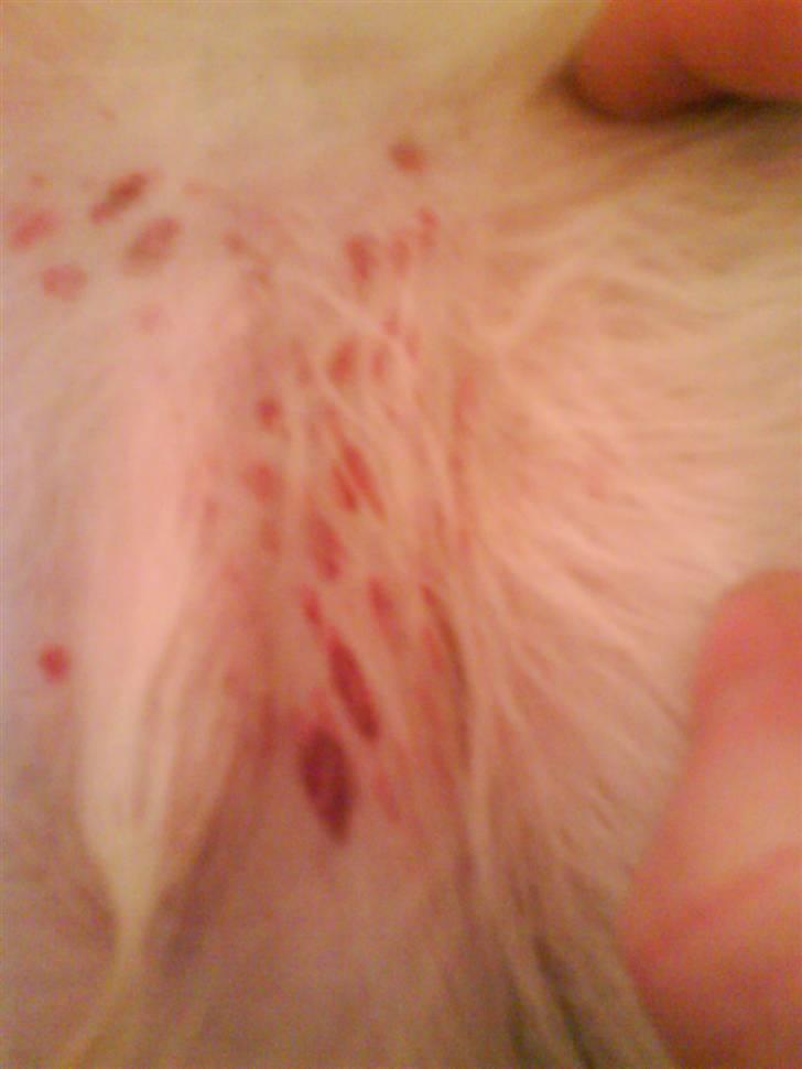 Japansk spids balou i himmelen 2008 :(  - ja det vidste sig at dette var indre blødninger hvor vi troede det var eksem ja hvis man bare vidste bedre :( billede 15