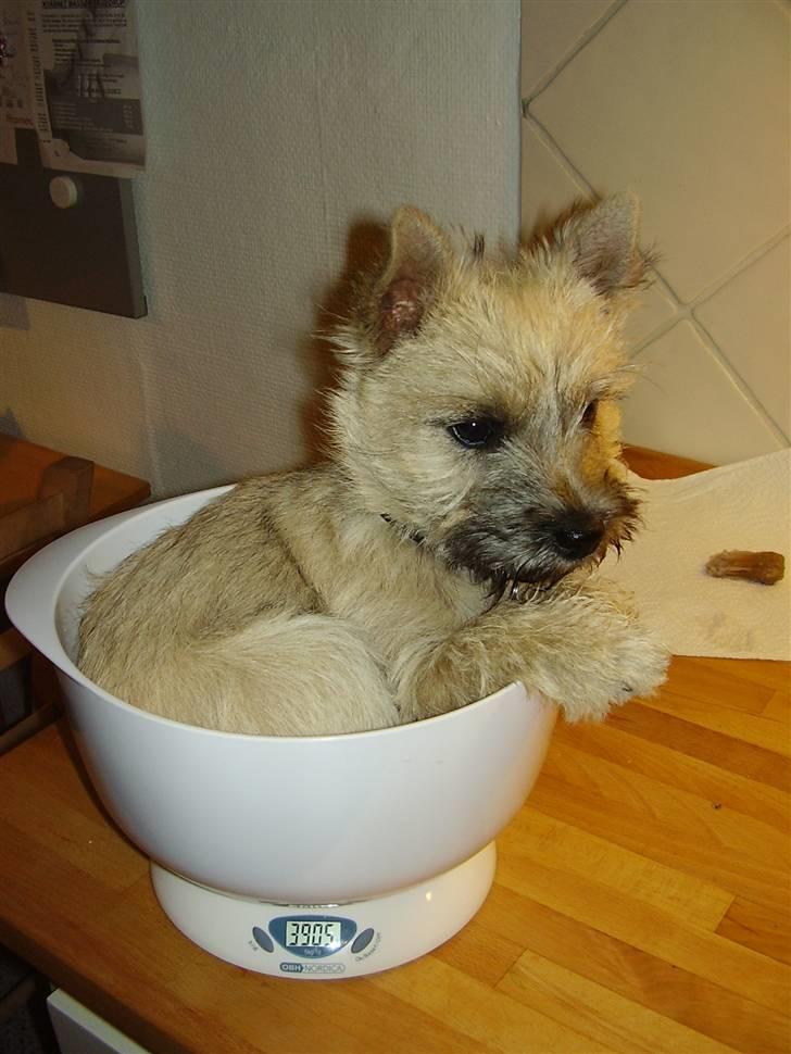 Cairn terrier Ferns Quickstepper billede 14