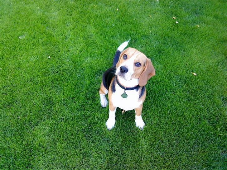 Beagle Bobby - ude på det nye gras (: billede 13