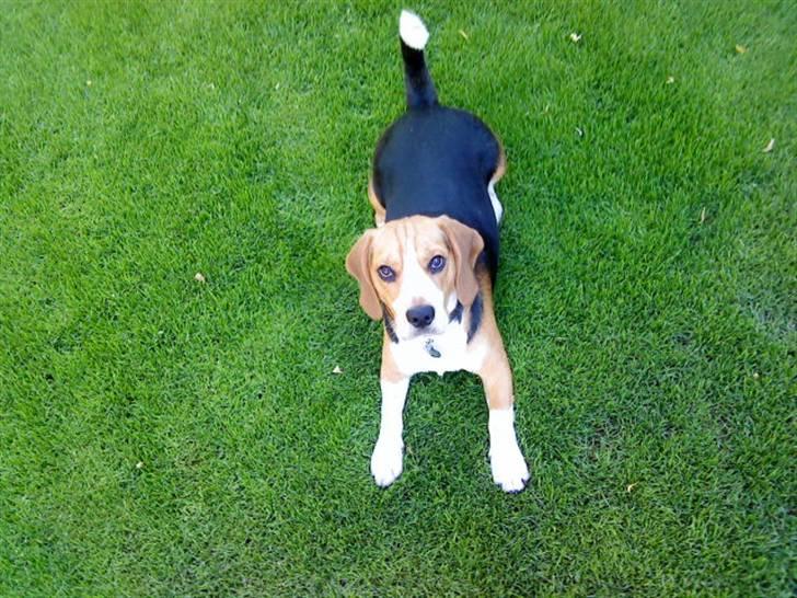 Beagle Bobby billede 14