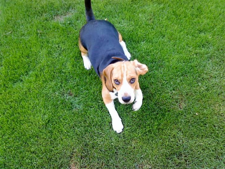 Beagle Bobby billede 15