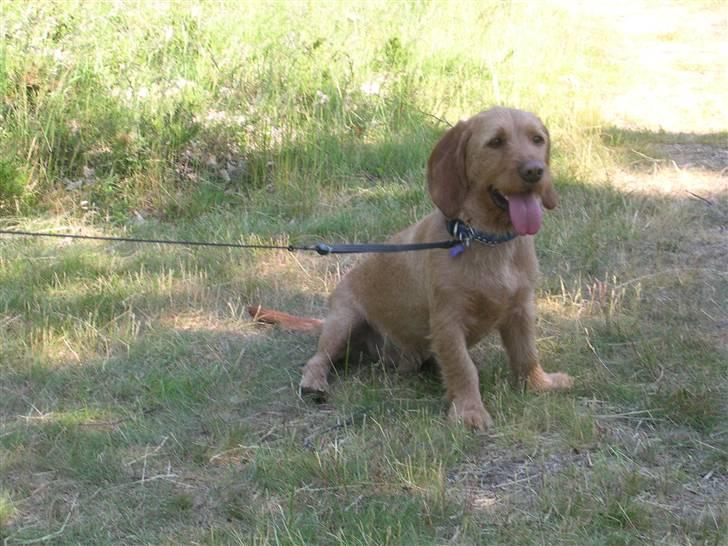 Basset fauve de bretagne Chapper  - Så er jeg blevet trimmet - det er skønt når der er varmt billede 6