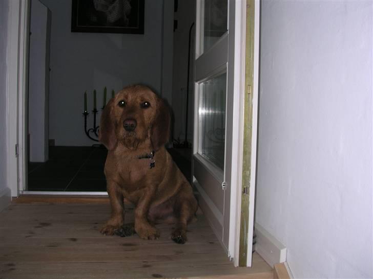 Basset fauve de bretagne Chapper  - jeg keder mig (lidt) billede 7