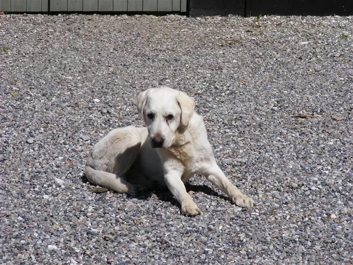 Labrador retriever Melicmark Make a move billede 18