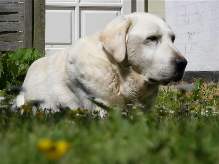 Labrador retriever Melicmark Make a move billede 19