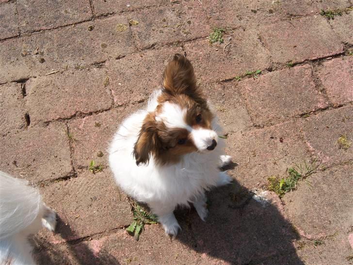 Papillon Westerbo´Anton - Jeg er god til at lytter , når jeg selv skal sige det  billede 6