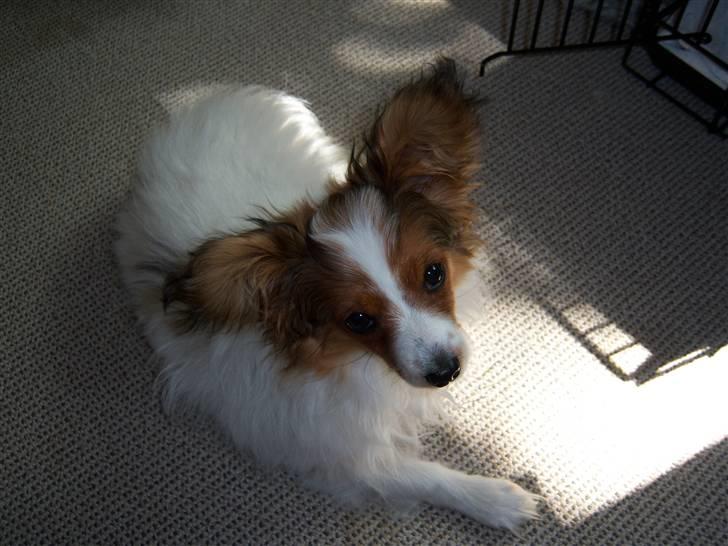 Papillon Westerbo´Anton - jeg ved godt hvordan jeg skal få opmærksomhed billede 7