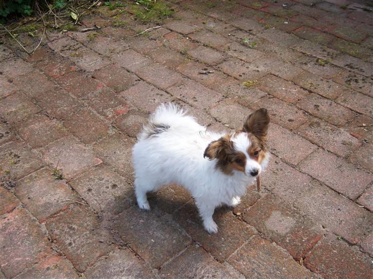 Papillon Westerbo´Anton - Westerbo´s Anton 2008 billede 8