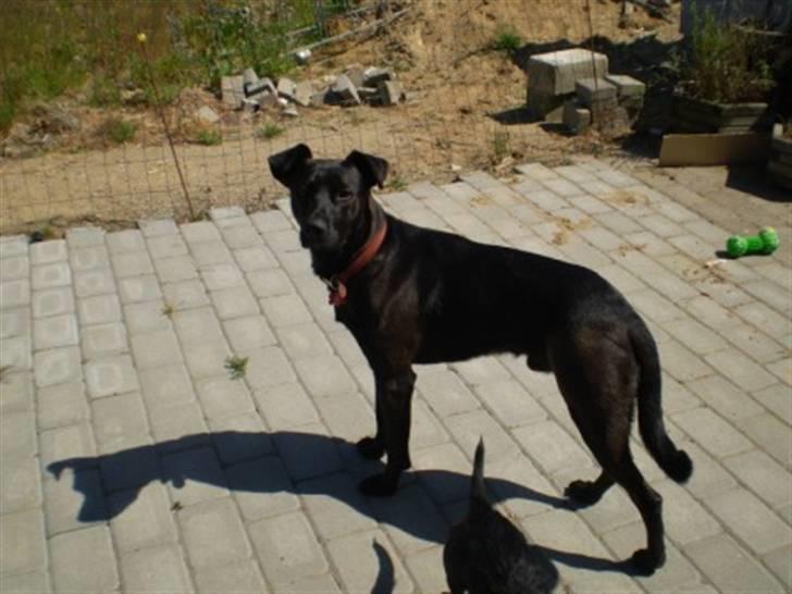 Blanding af racer Gizmo billede 5