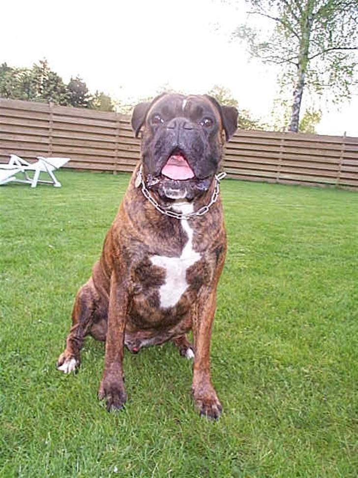 Boxer Exxon  R.I.P. billede 1