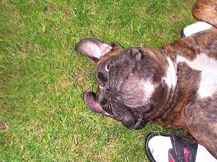 Boxer Exxon  R.I.P. billede 2