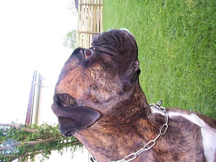 Boxer Exxon  R.I.P. billede 3