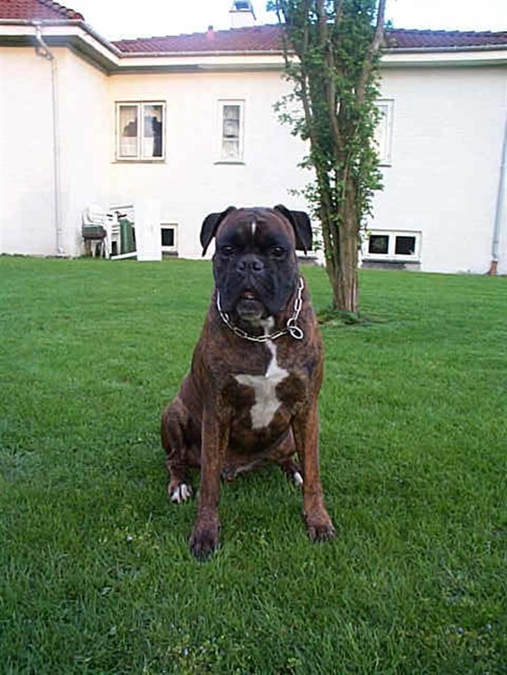 Boxer Exxon  R.I.P. billede 4