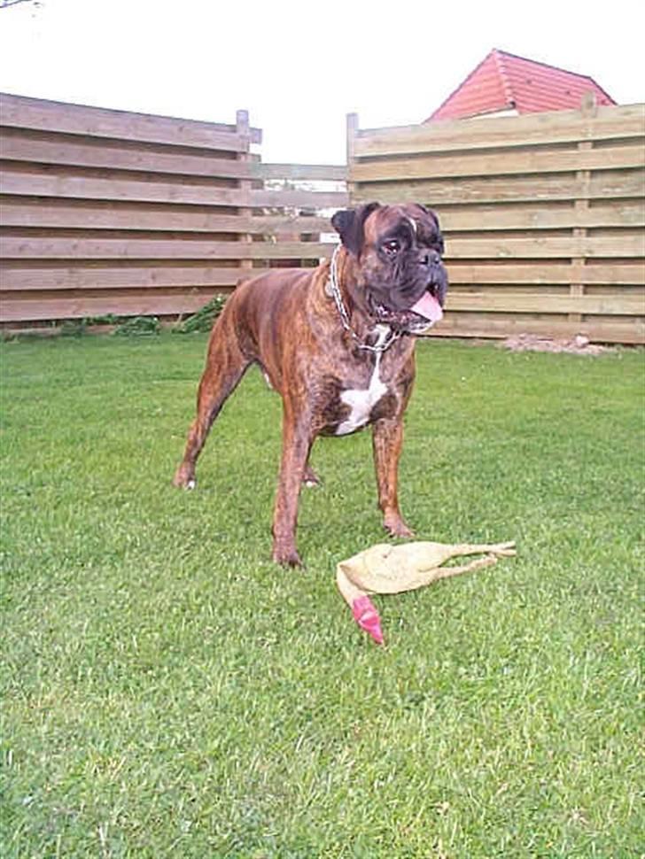 Boxer Exxon  R.I.P. billede 5