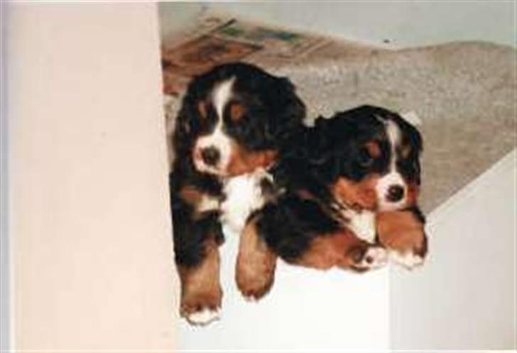 Berner sennenhund Ofelia (Bor hos eksmanden) - her er Ofelia og søster Chilli i hvalpekassen de er 5 uger.. billede 3