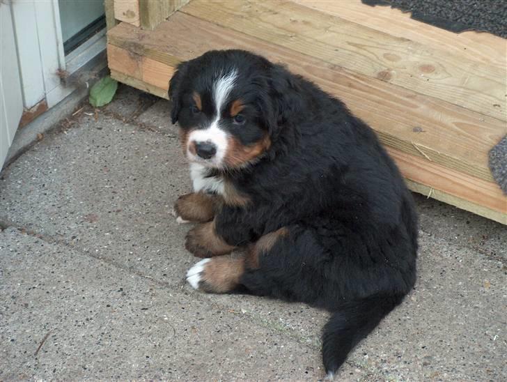 Berner sennenhund Ofelia (Bor hos eksmanden) - det er så Ofelia, hun var en lille fedling da hun var lille.. billede 5