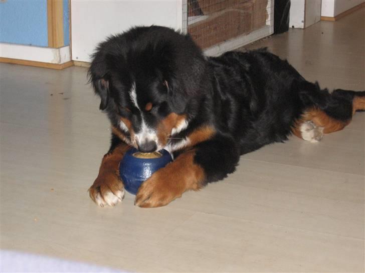 Berner sennenhund Ofelia (Bor hos eksmanden) - ja hun har gang i en Treat og hun er bare fuldt konsentreret... billede 7