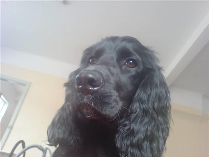 Cocker spaniel Malthe - Juni 2008 billede 19