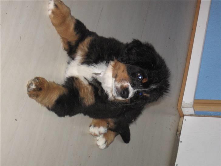 Berner sennenhund Ofelia (Bor hos eksmanden) - har lige fået øje på vores chinchilla... billede 10