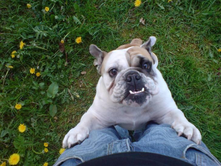 Engelsk bulldog Lina R.I.P. - Giv mig godbid! billede 1