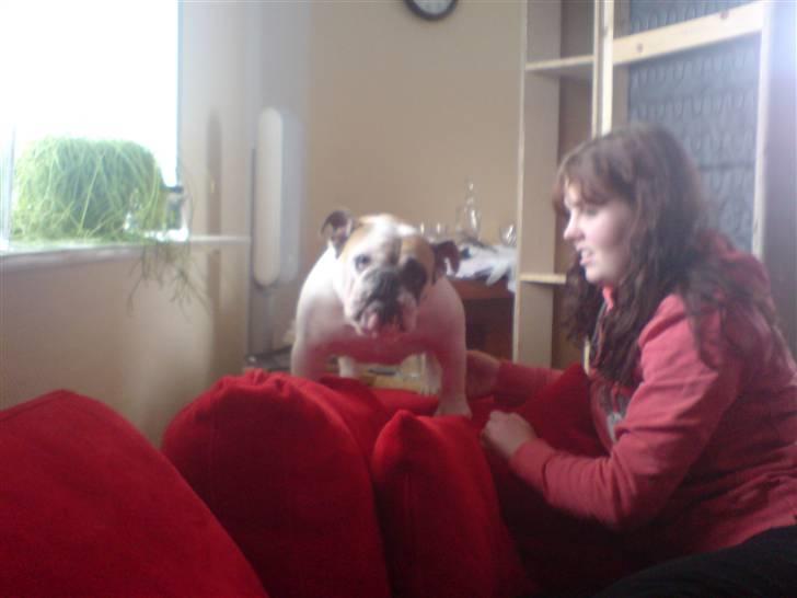 Engelsk bulldog Lina R.I.P. billede 2