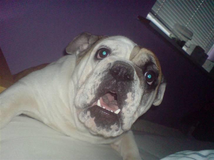Engelsk bulldog Lina R.I.P. - godmorgen! billede 3