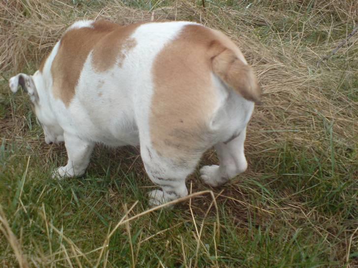 Engelsk bulldog Lina R.I.P. - Zebrastriber ;) billede 4