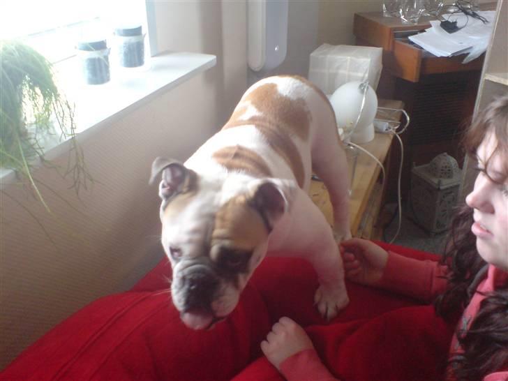 Engelsk bulldog Lina R.I.P. billede 5