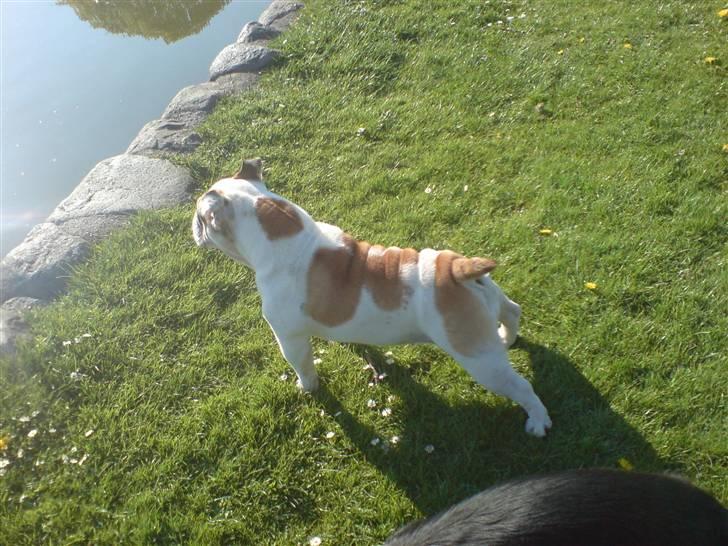 Engelsk bulldog Lina R.I.P. - Andesteg i sigte billede 6
