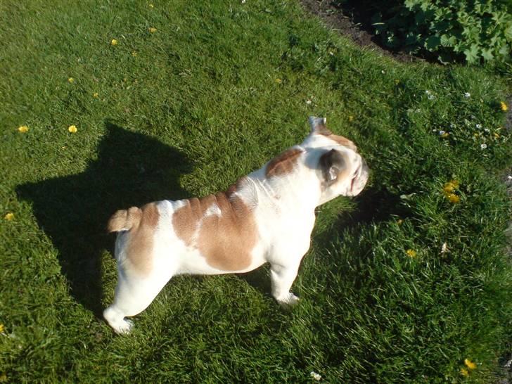 Engelsk bulldog Lina R.I.P. billede 7