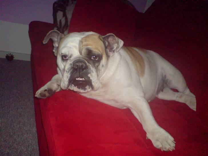 Engelsk bulldog Lina R.I.P. - Ej, mor og far nu vil jeg altså sove billede 8