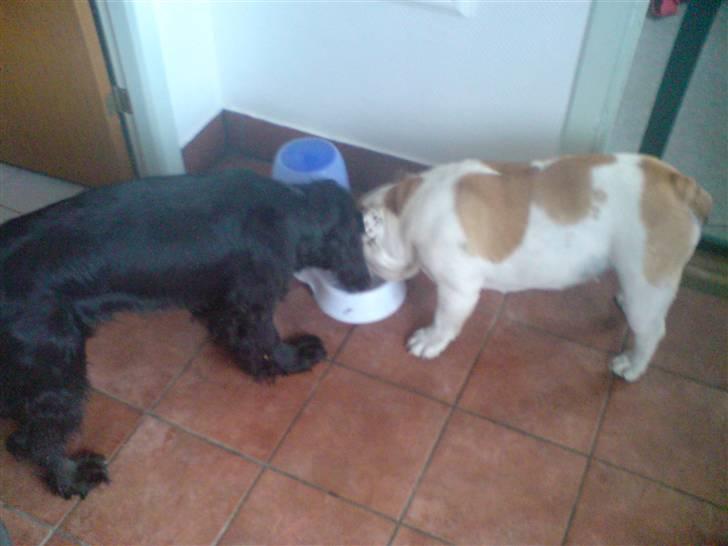 Engelsk bulldog Lina R.I.P. - Er vi ikke søde :) billede 9