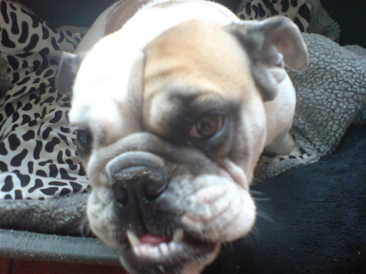 Engelsk bulldog Lina R.I.P. - Smukke Lina.. billede 10