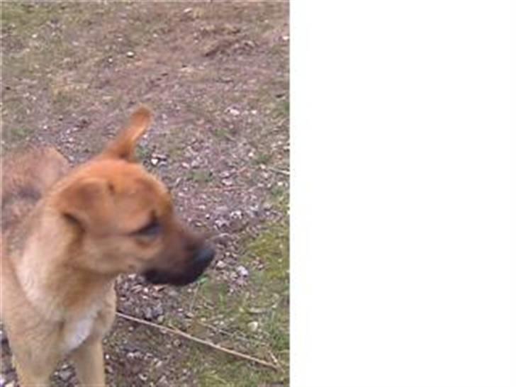 Blanding af racer Tyson - Sådan så Tyson ud da jeg fik ham... Dårligt billed... men meget tynd og afkraftet hund.. med ingen energi, og viste ikke hvordan man legede... billede 18