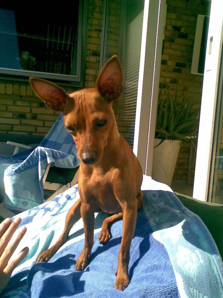 Dvaergpinscher *Pipo* - MIG ?! billede 19