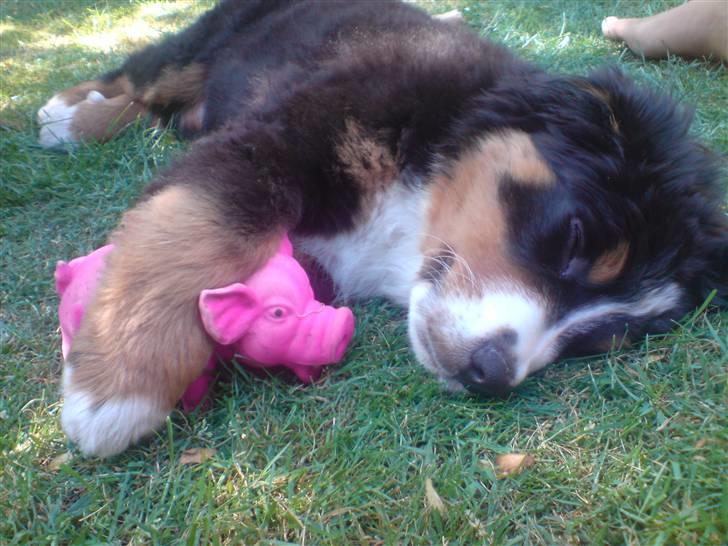 Berner sennenhund Luna billede 18