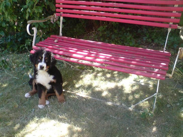 Berner sennenhund Luna billede 19