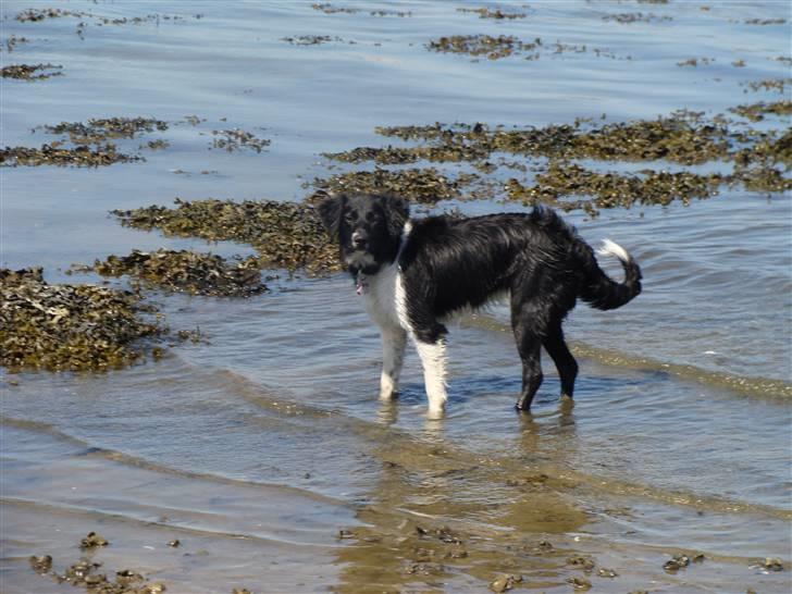 Blanding af racer Trunte billede 1