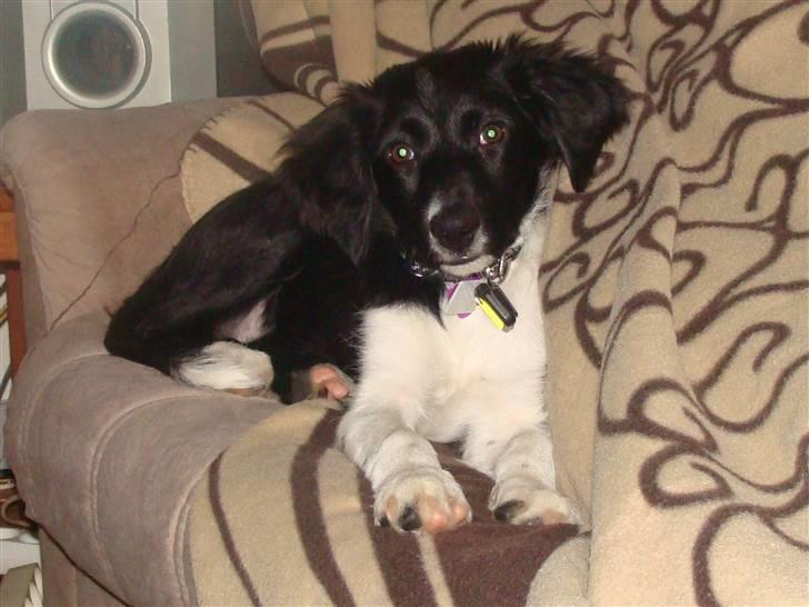 Blanding af racer Trunte billede 2