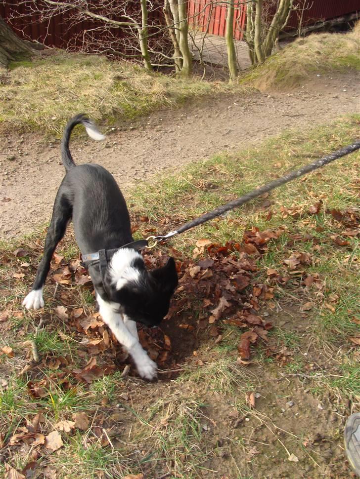 Blanding af racer Trunte billede 3