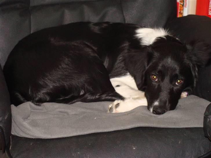 Blanding af racer Trunte billede 4