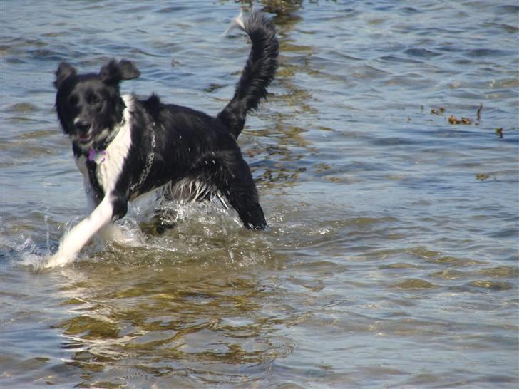 Blanding af racer Trunte billede 5