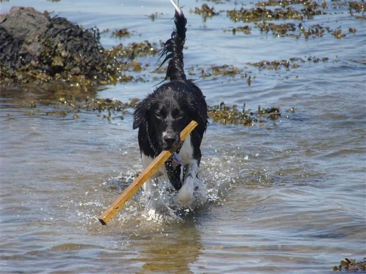 Blanding af racer Trunte billede 6