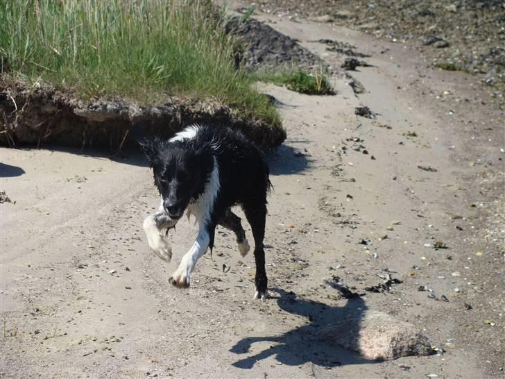 Blanding af racer Trunte billede 7