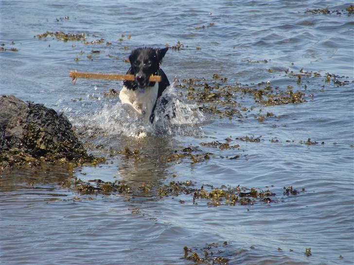 Blanding af racer Trunte billede 8