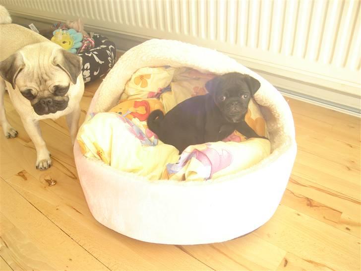 Mops Qiah Thilde - Jeg er sød, ikke? :) billede 20